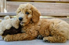 Goldendoodle �t��ata