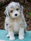 �t��ata Aussiedoodle na prodej