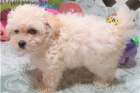 Rozko�n� �t��ata Maltipoo.