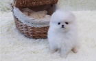 11 t�dn� star� �t��ata Pomeranian.