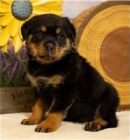 Rottweiler D�vky a chlapci �t��ata.