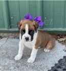 Vlastn� �t��ata boxer�.