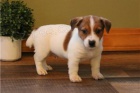 Jack Russell �t��ata.