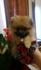 Pomeranian BOO �t��ata