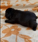 Francouzsk� buldo�ek s PP