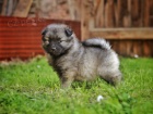 N�meck� �pic vl�� / Keeshond
