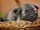 N�meck� �pic vl�� / Keeshond