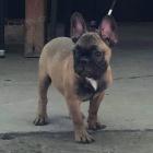 Francouzsk� buldo�ek