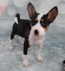 Kr�sn� �t���tka Basenji jsou p�ipravena do nov�ch rodin.