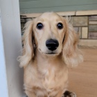 �t���tka jezev��ka jsou p�ipravena do nov�ch rodin.