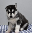 Roztomil� �t���tka sibi�sk�ho huskyho jsou p�ipravena k adopci.