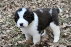 Pes & �ena St Bernard �t��ata.