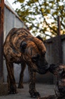 Presa Canario �t��ata