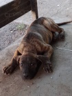 Presa Canario �t��ata