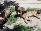Presa Canario �t��ata