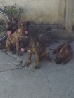 Presa Canario �t��ata