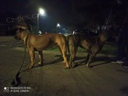 Presa Canario �t��ata