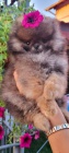 Pomeranian Spitz Teddy �t��ata