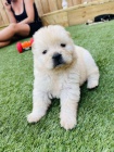 Chow Chow �t��ata.