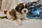 K dispozici shih Tzu �t��ata.