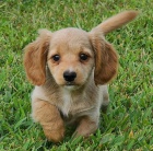 Prod�m o�kovan� �t��ata dlouhosrst�ch trpasli��ch jezev��k�