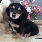 Prod�m o�kovan� �t��ata dlouhosrst�ch trpasli��ch jezev��k�