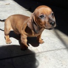 Prod�m zdrav� a o�kovan� �t��ata jezev��k� s hladkou srst�