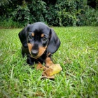 Prod�m o�kovan� hladkosrst� �t��ata jezev��k�