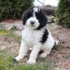 o�kovan� a zdrav� �t��ata standardn�ho Pudla na prodej.