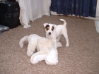 Prod�m �t��ata Jack Russell