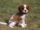 Prod�m �t��ata Cavalier King Charles.
