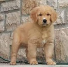 �t��ata zlat�ho retr�vra na prodej v m�m okol�