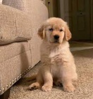 �t��ata zlat�ho retr�vra na prodej v m�m okol�