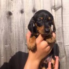 Prod�m �t��ata jezev��ka