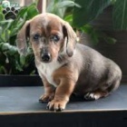 Prod�m �t��ata jezev��ka