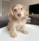 Prod�m �t��ata jezev��ka