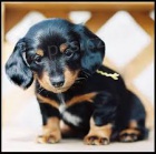 Prod�m �t��ata jezev��ka