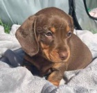 Prod�m �t��ata jezev��ka