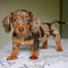 Prod�m �t��ata jezev��ka