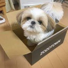 Prod�m �t��ata shih tzu