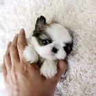 Prod�m �t��ata shih tzu
