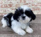 Prod�m �t��ata shih tzu
