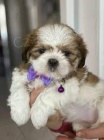 Prod�m �t��ata shih tzu