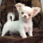 Prod�m �t��ata Shiba Inu. Chovatel shiba inu.