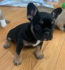 �istokrevn� �t��ata francouzsk�ho buldo�ka