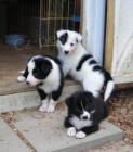 Prod�m �t��ata border kolie