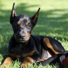 Prod�m o��znut� �t��ata dobrmana