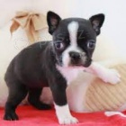 Prod�m �t��ata bostonsk�ho teri�ra