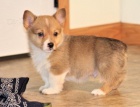 Prod�m �t��ata welsh corgi Pembroke.