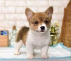 Prod�m �t��ata welsh corgi Pembroke.